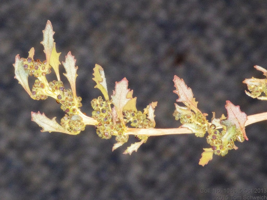 Chenopodiaceae Chenopodium glaucum