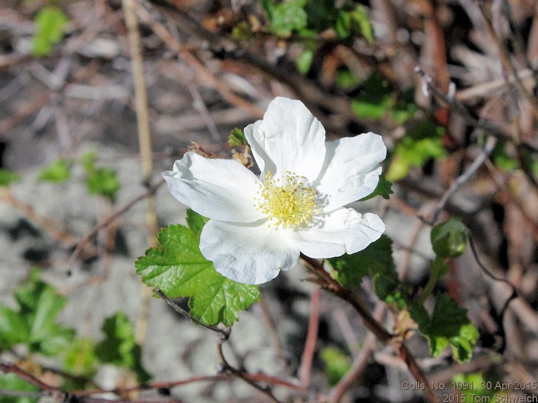 Rosaceae Rubus deliciosus