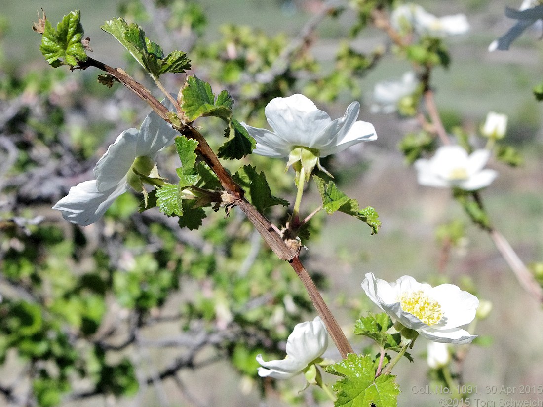 Rosaceae Rubus deliciosus