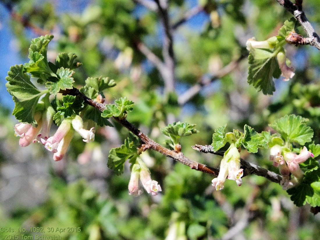 Grossulariaceae Ribes cereum