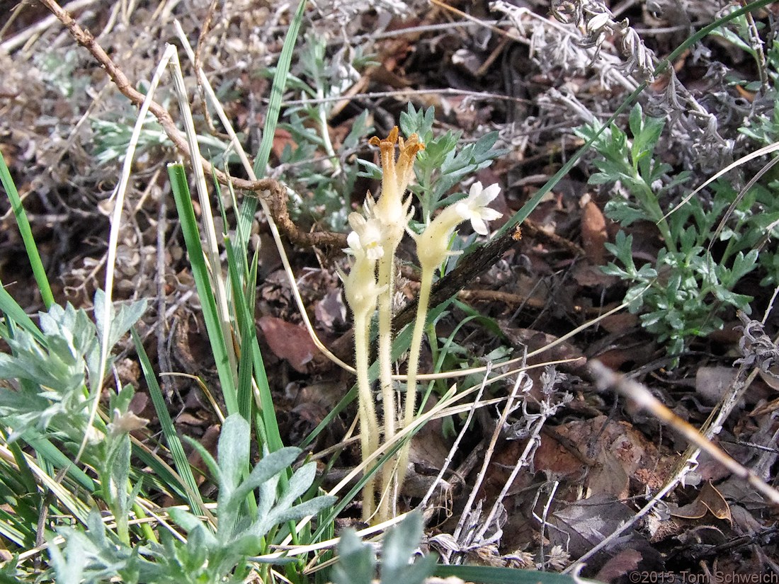 Orobanchaceae Orobanche fasciculatum