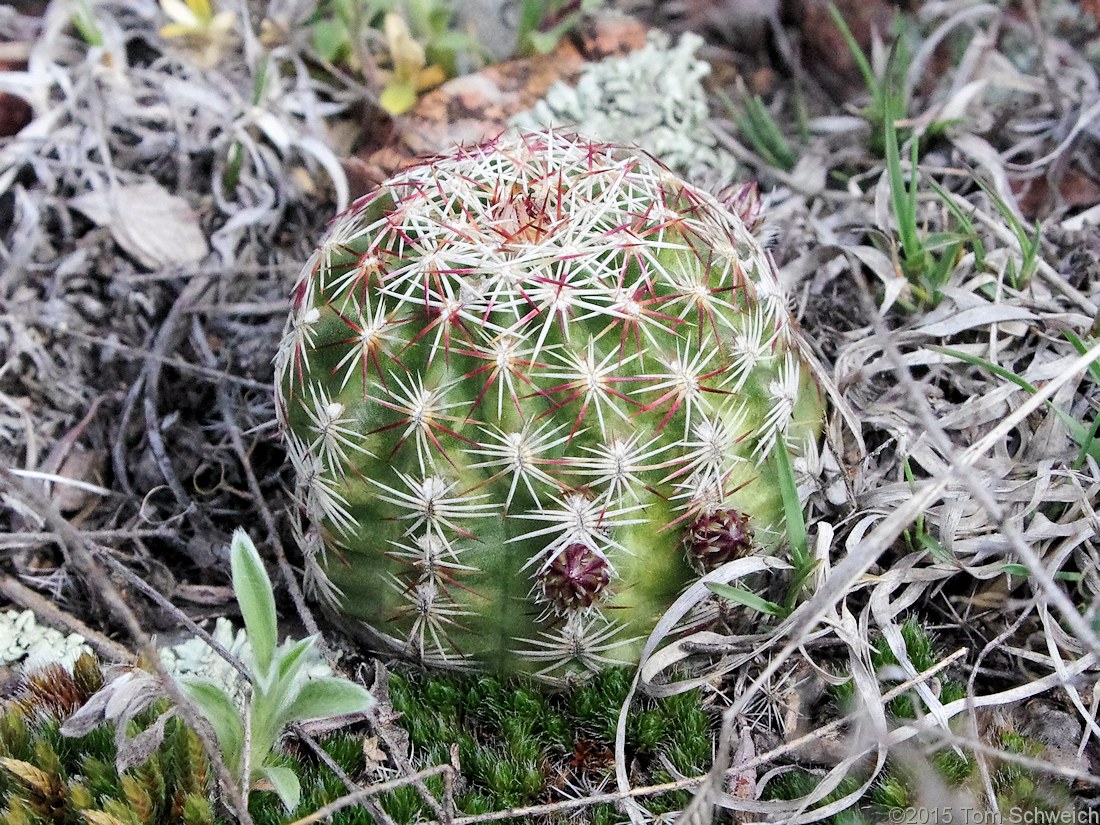 Cactaceae Echinocereus viridiflorus