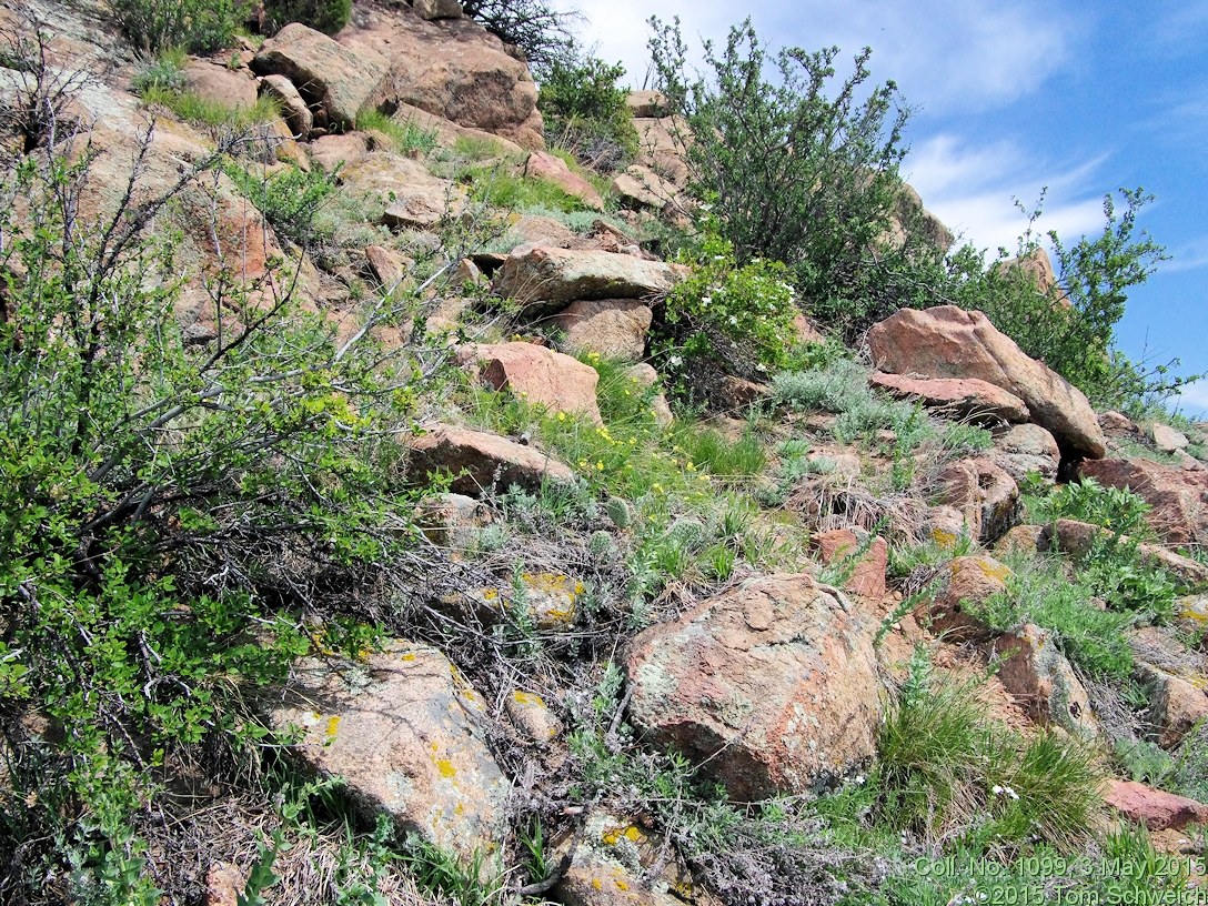 Rosaceae Potentilla