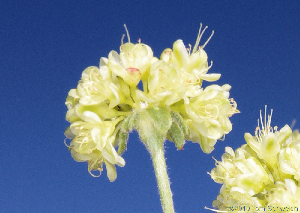 Polygonaceae Eriogonum umbellatum nevadense