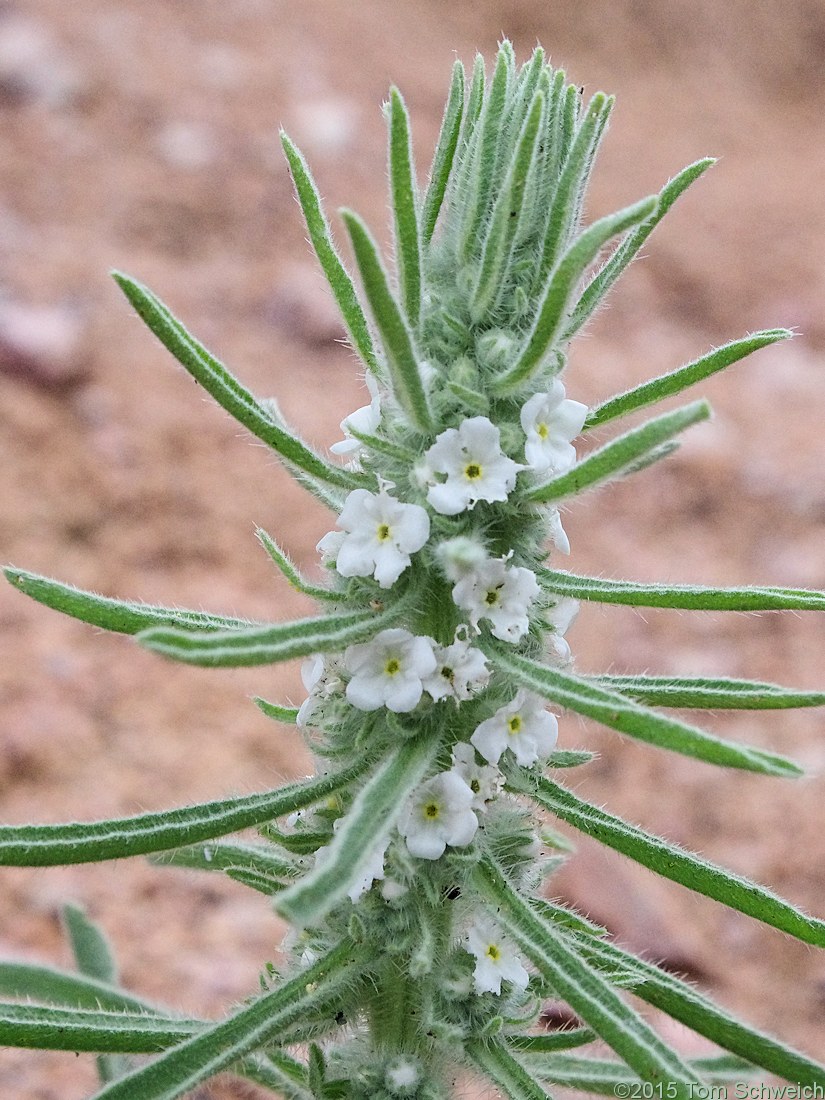 Boraginaceae Cryptantha virgata