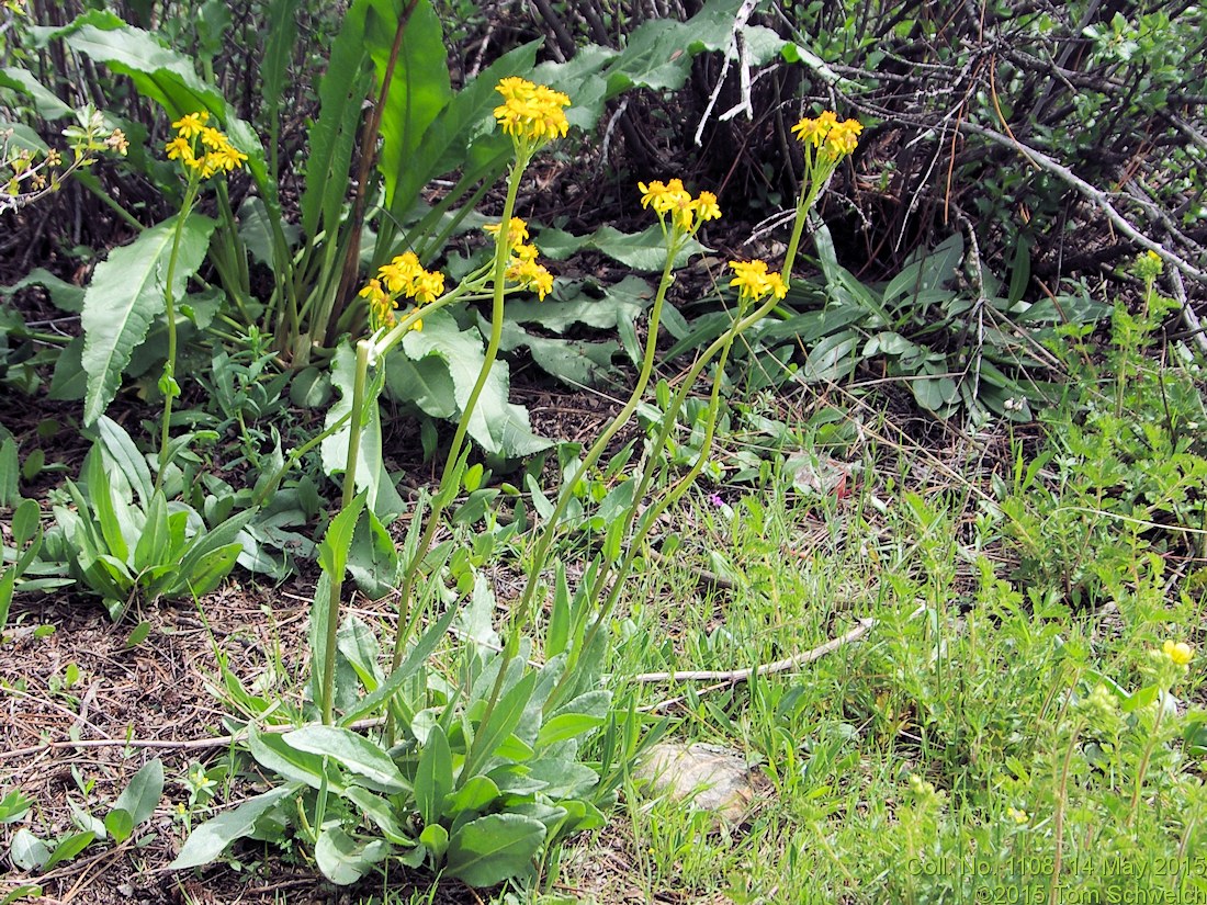 Asteraceae Senecio integerrimus