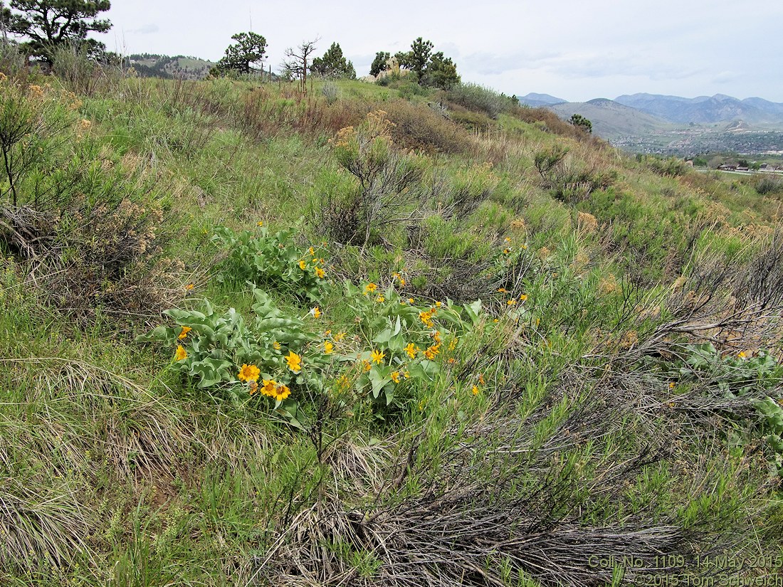 Asteraceae Balsamorhiza sagittata