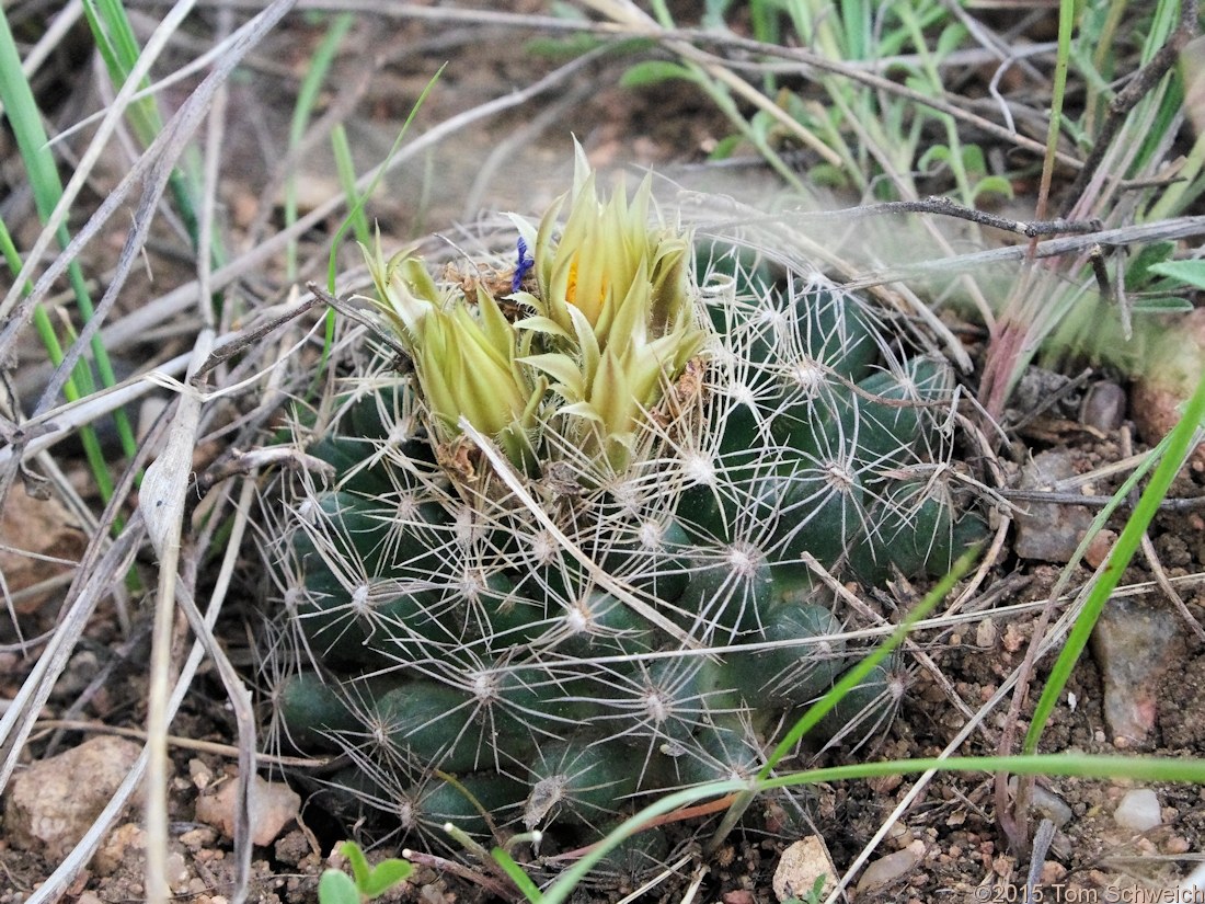 Cactaceae Escobaria missouriensis