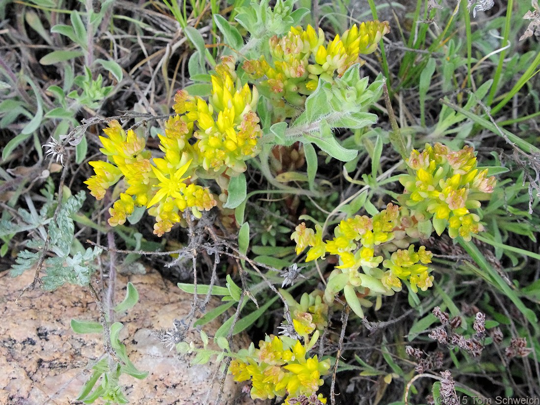 Crassulaceae Sedum lanceolatum