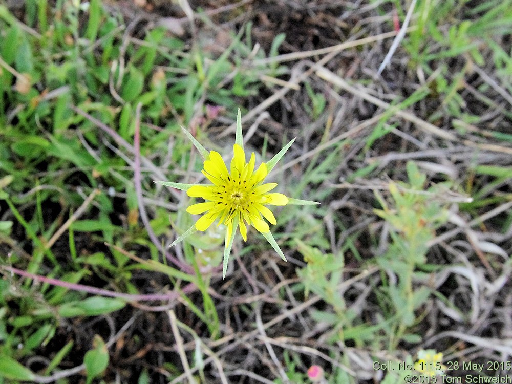 Asteraceae Tragopogon dubius