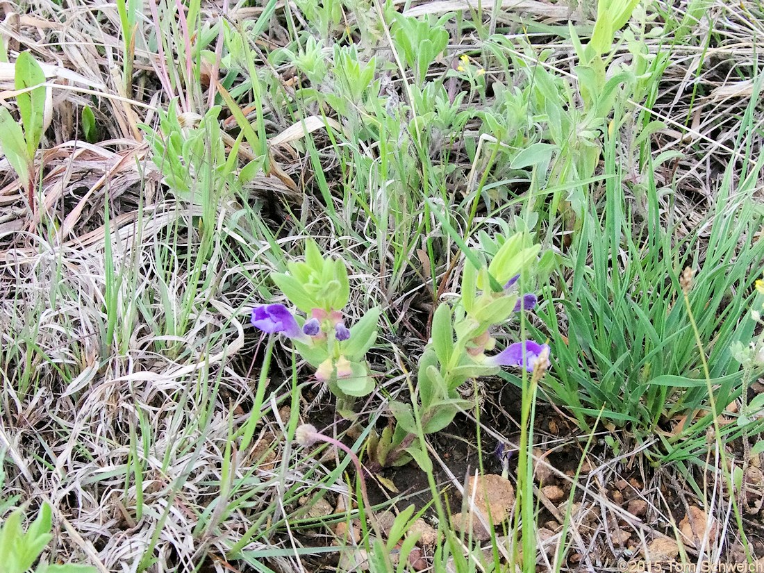 Lamiaceae Scutellaria