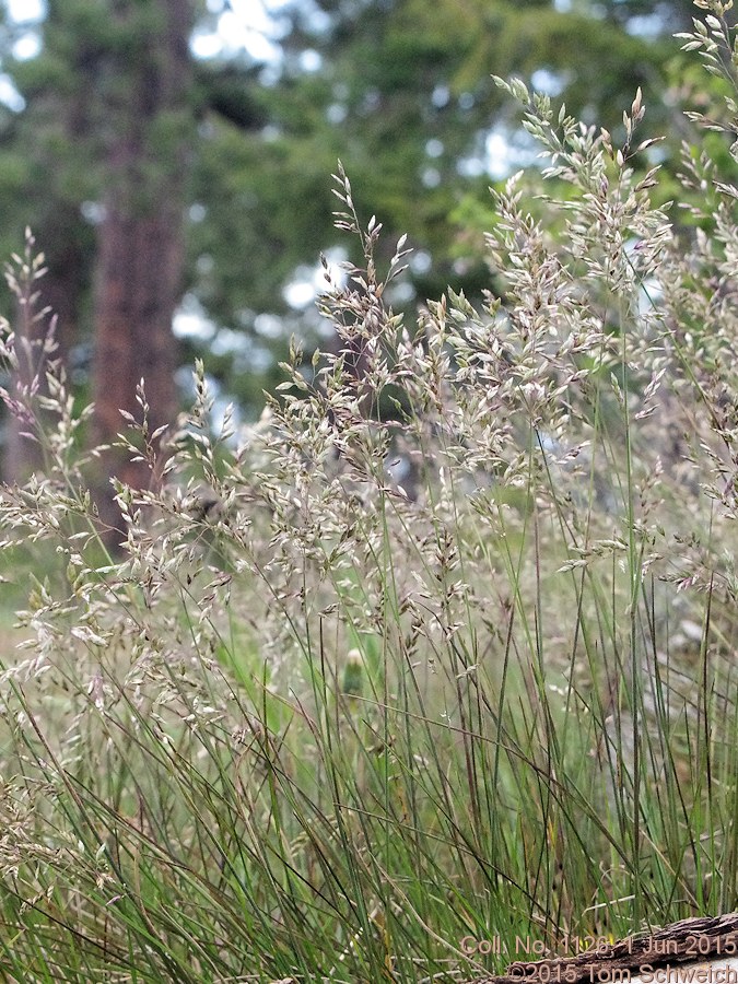 Poaceae Poa fendleriana