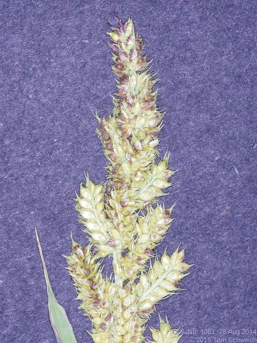 Poaceae Echinochloa muricata microstachya