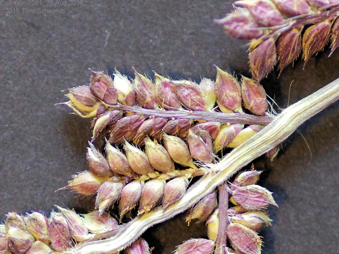 Poaceae Echinochloa muricata microstachya