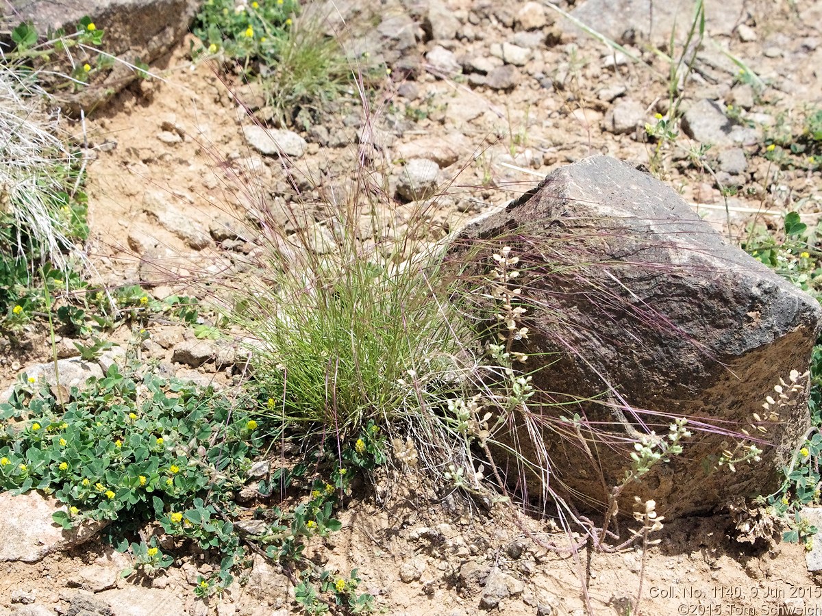 Poaceae