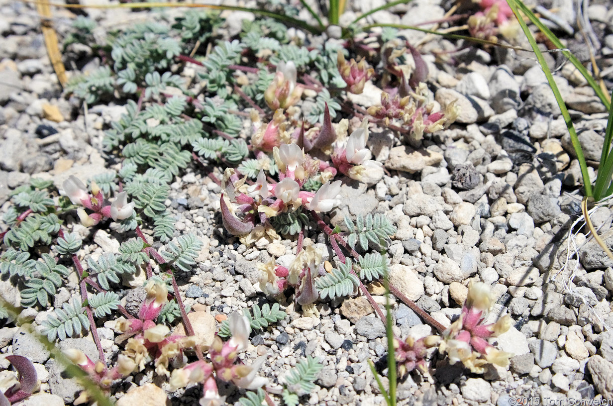 Fabaceae Astragalus monoensis