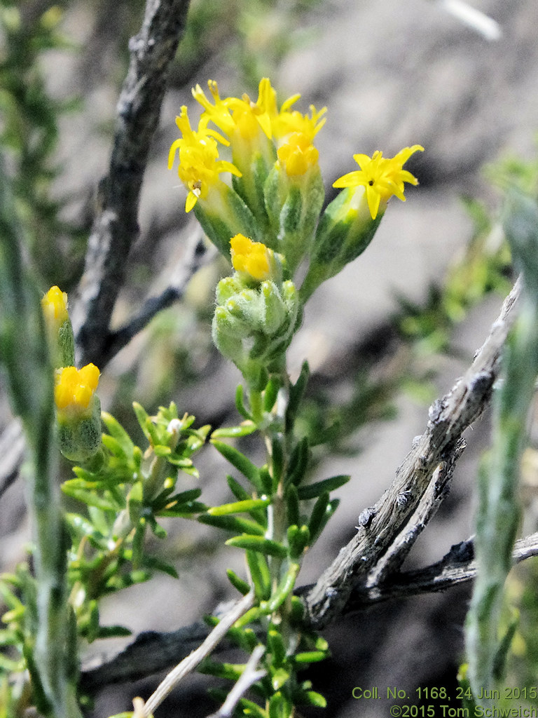 Asteraceae Tetradymia glabrata