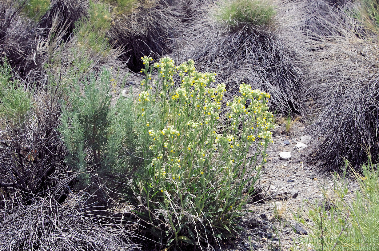 Boraginaceae Cryptantha confertifolia