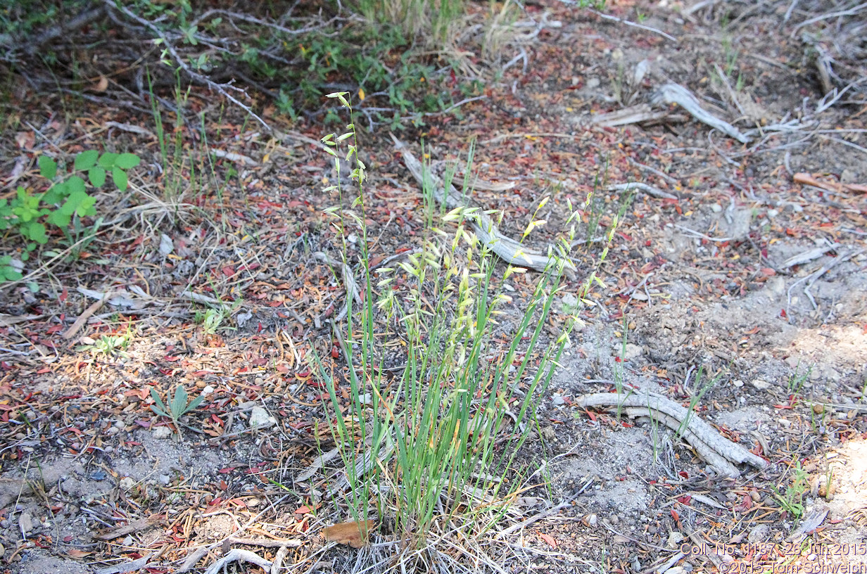 Poaceae Melica stricta