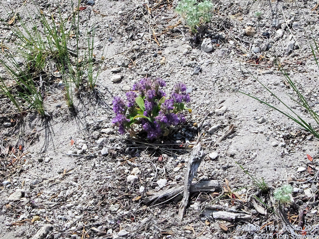 Boraginaceae Phacelia humilis