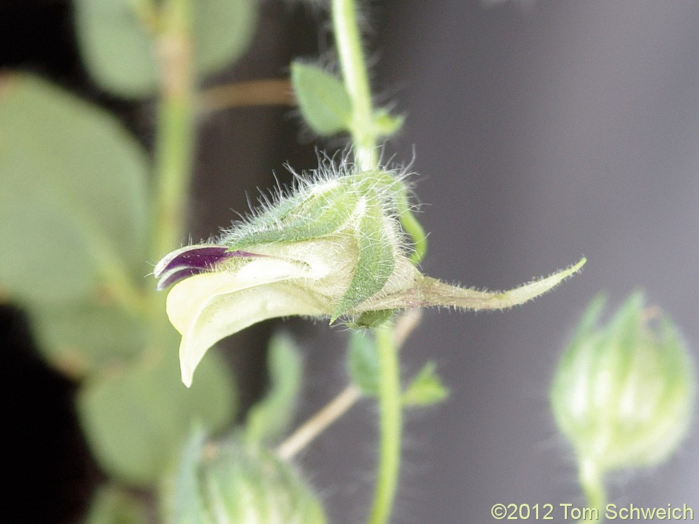 Plantaginaceae Kickxia spuria