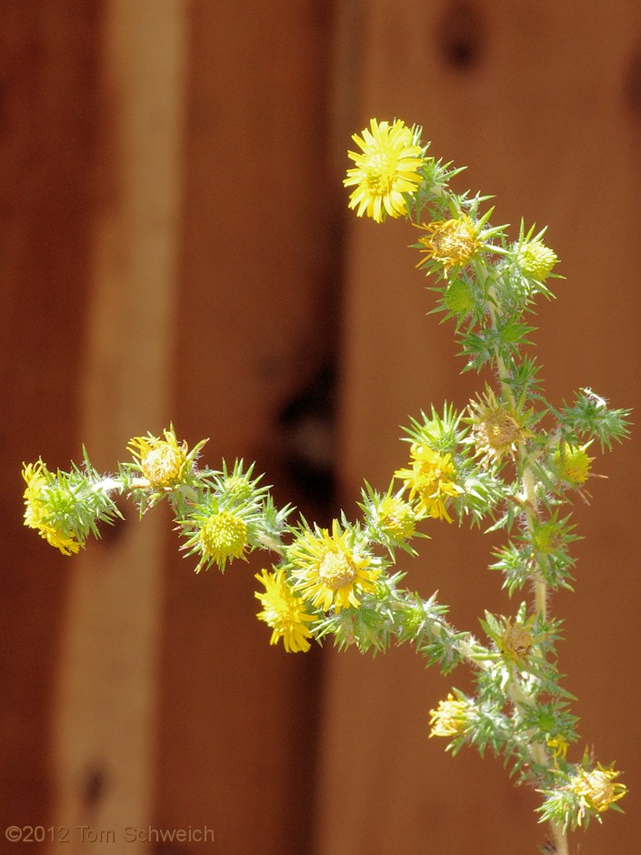 Asteraceae Centromadia pungens