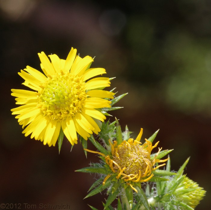 Asteraceae Centromadia pungens