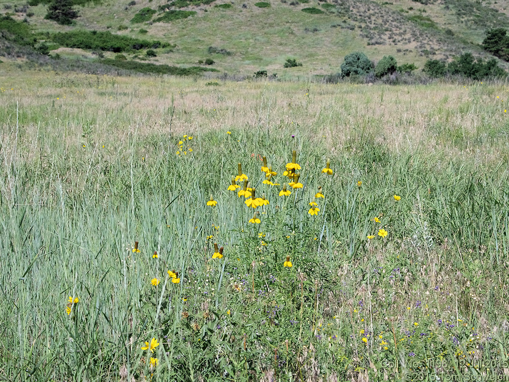 Asteraceae Ratibida columnifera