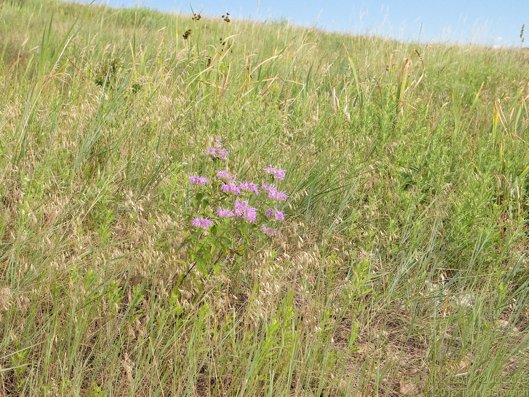 Lamiaceae Monarda fistulosa