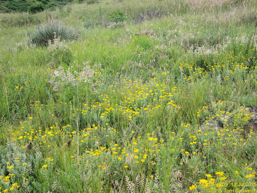 Asteraceae Heterotheca villosa nana