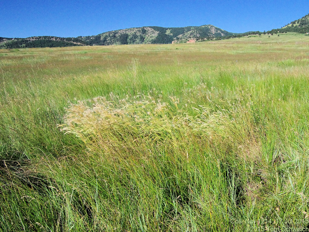 Poaceae Hordeum brachyantherum