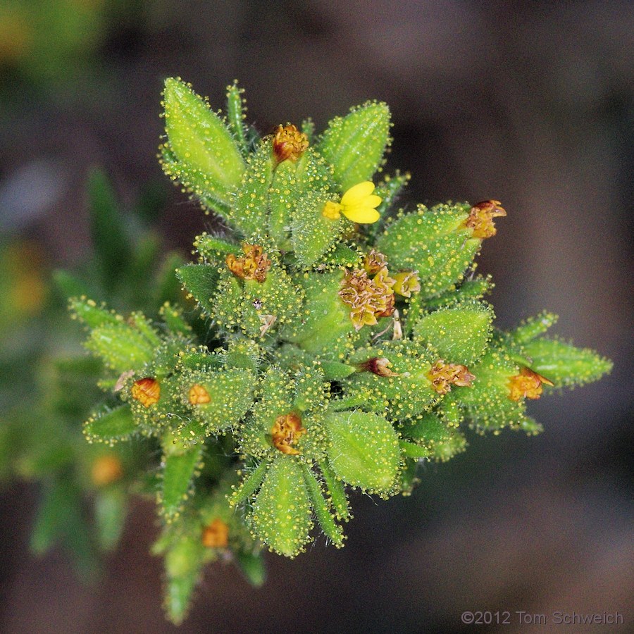 Asteraceae Madia glomerata