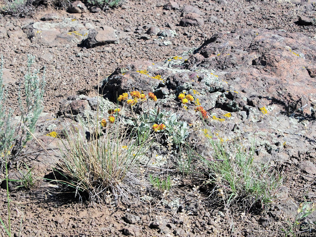 Polygonaceae Eriogonum arcuatum