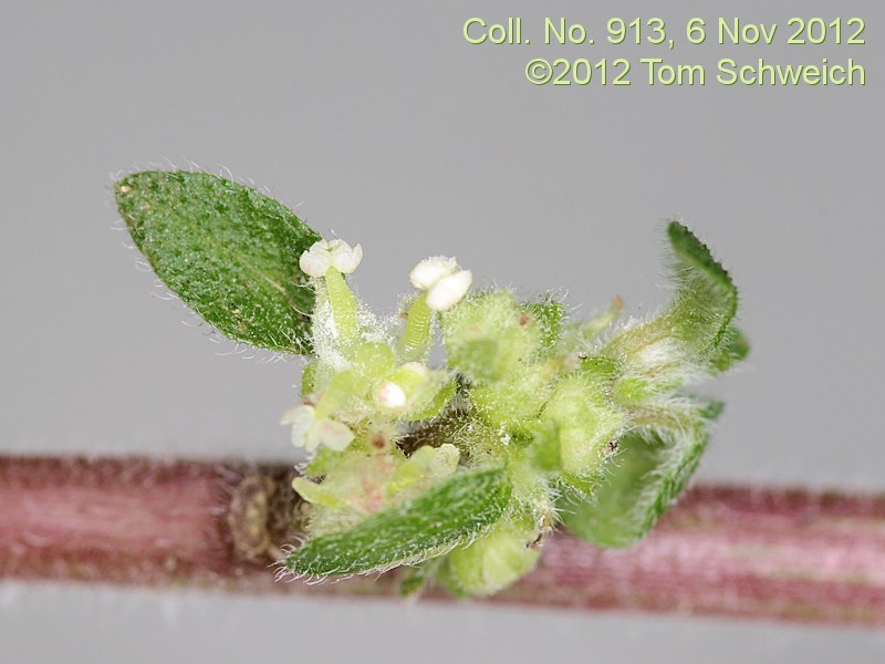 Urticaceae Parietaria judaica