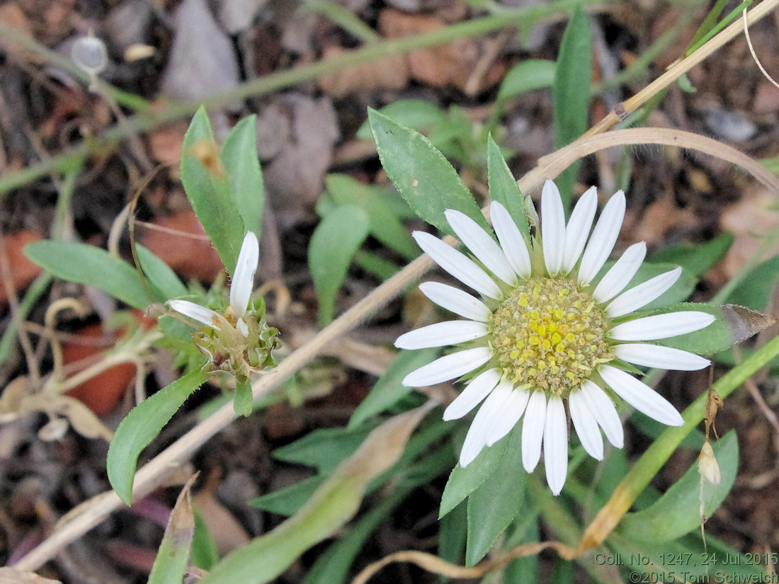 Asteraceae Townsendia