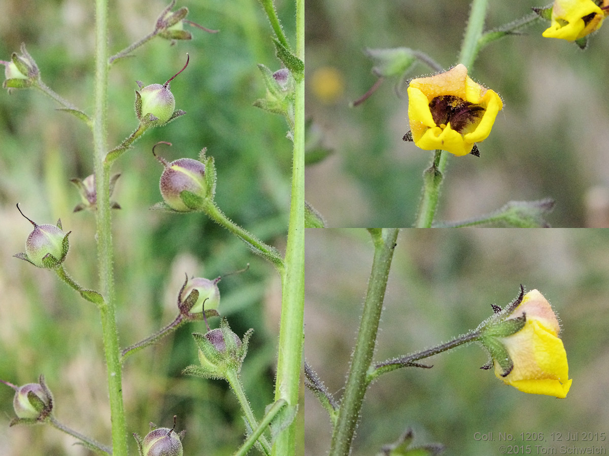 Scrophulariaceae Verbascum blattaria