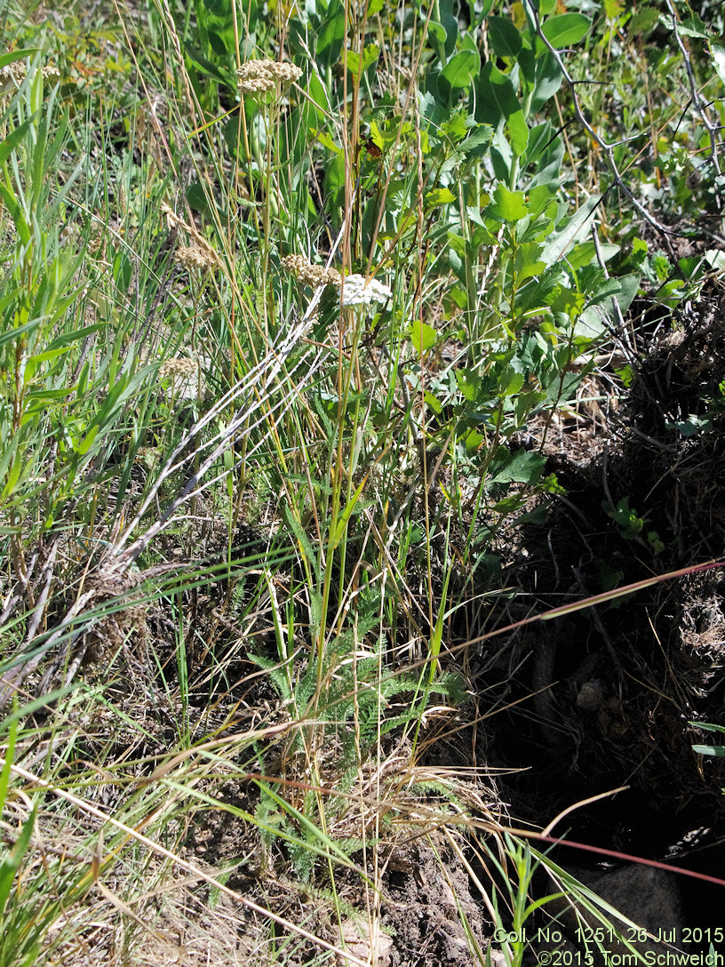 Asteraceae Achillea millefolia