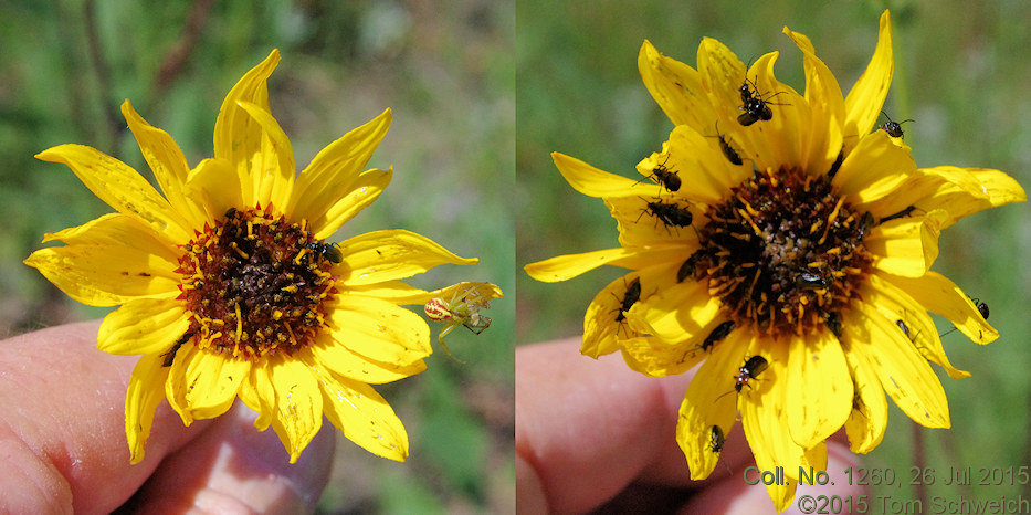 Asteraceae Helianthus pauciflorus subrhomboideus