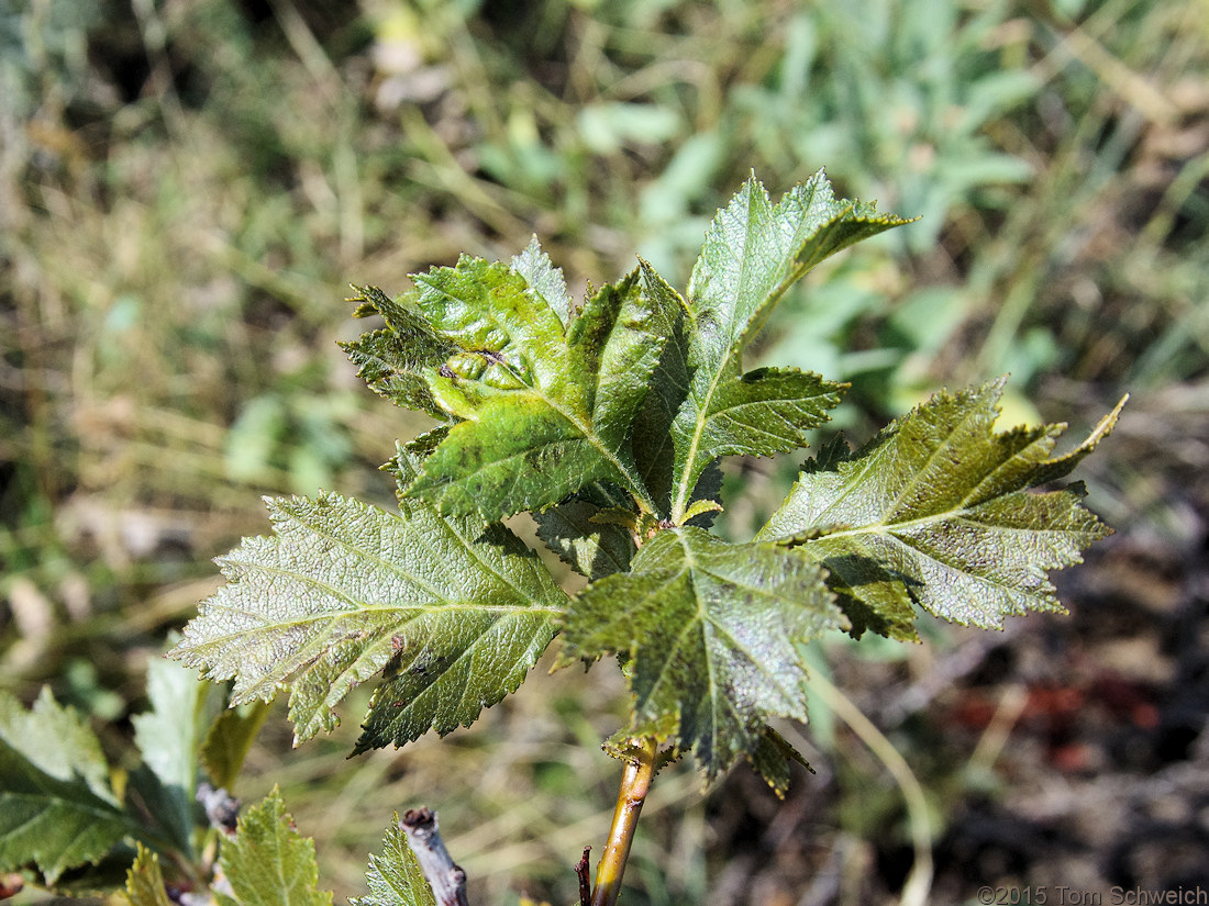 Rosaceae