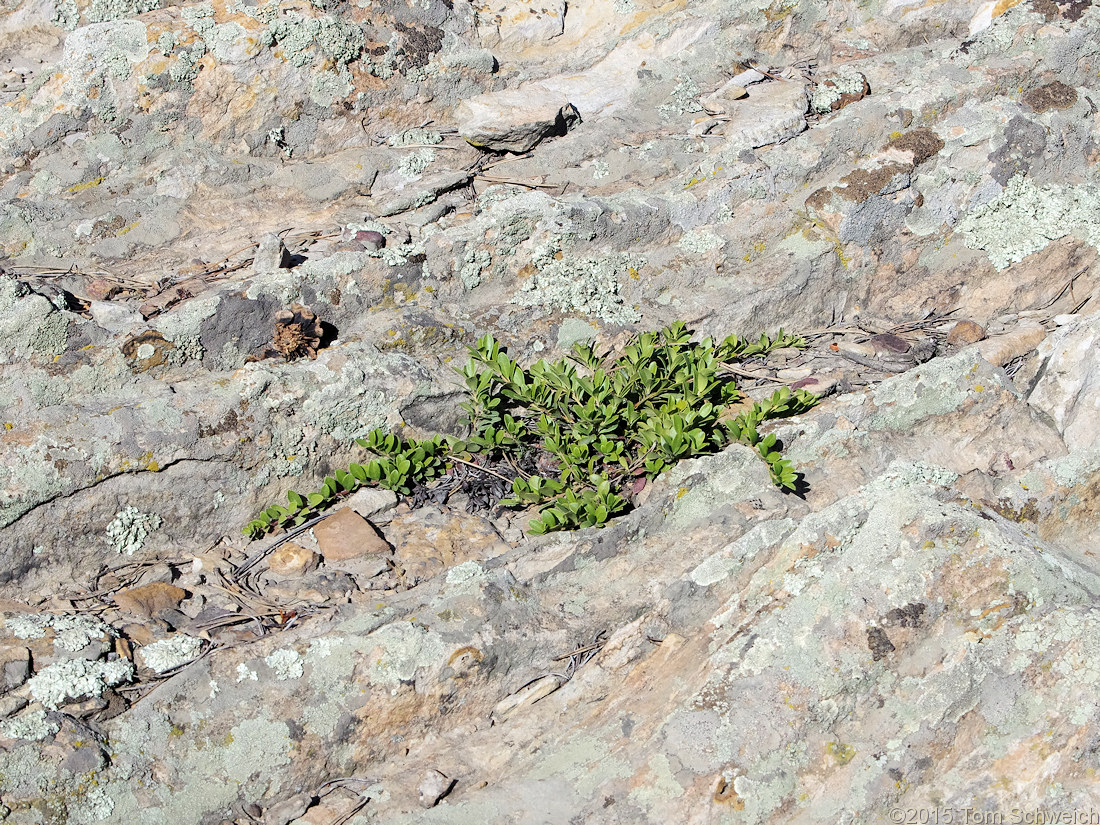 Ericaceae Arctostaphylos uva-ursi