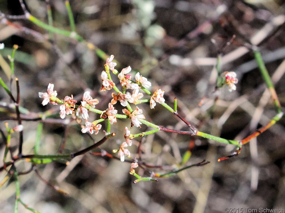 Polygonaceae Eriogonum effusum