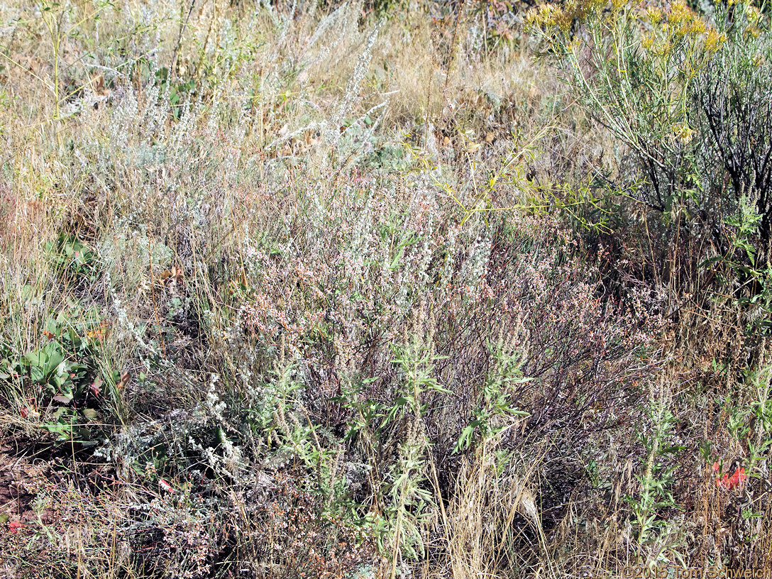 Polygonaceae Eriogonum effusum