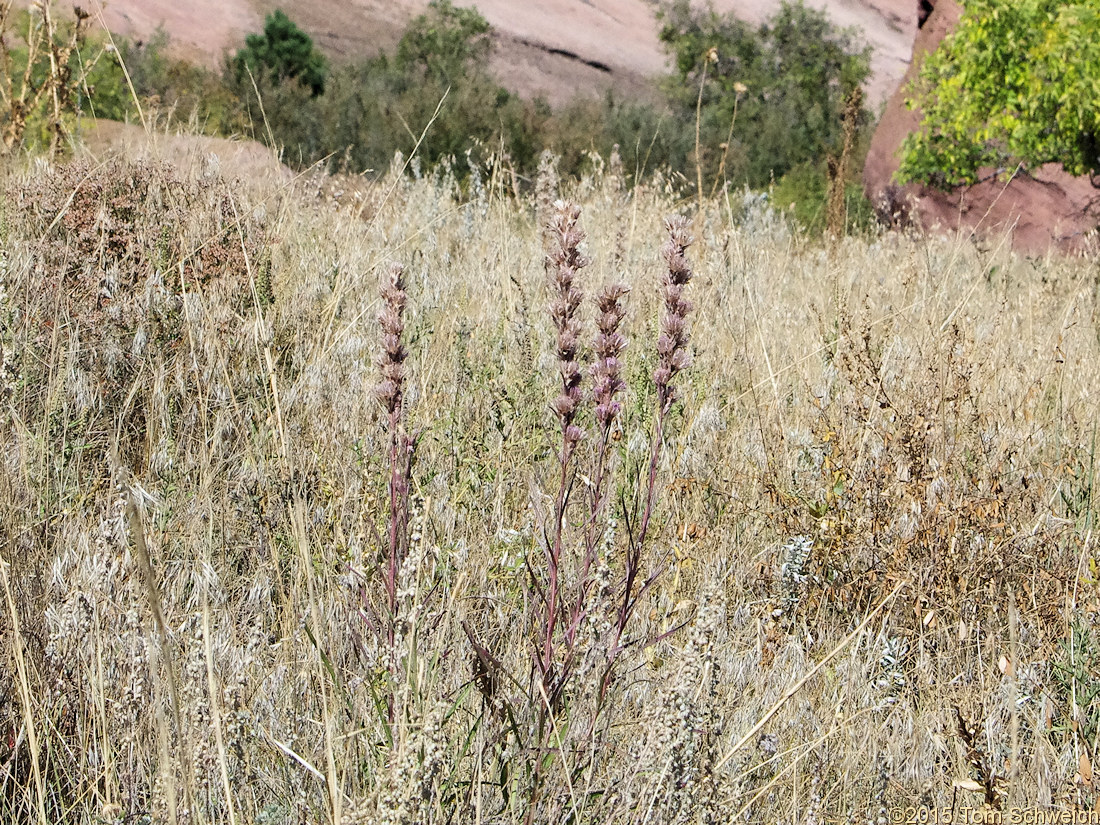 Asteraceae Liatris punctata