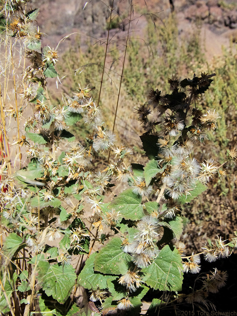 Asteraceae Brickellia californica