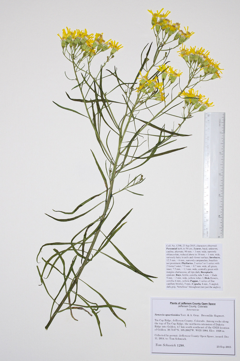 Asteraceae Senecio spartioides