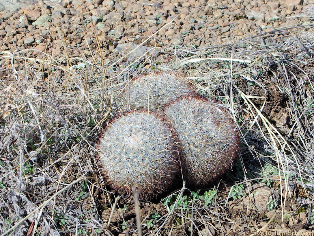 Cactaceae Pediocactus simpsonii