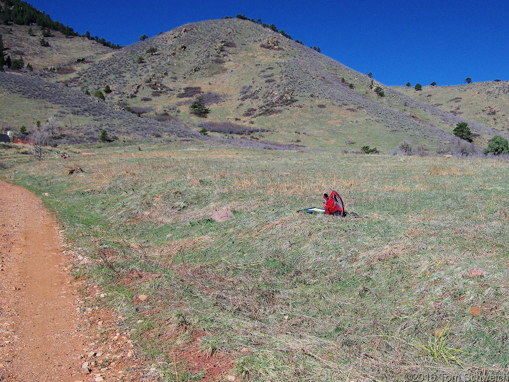 Early Spring habitat of <i>Viola nuttallii</i> and <i>Alyssum simplex</i>