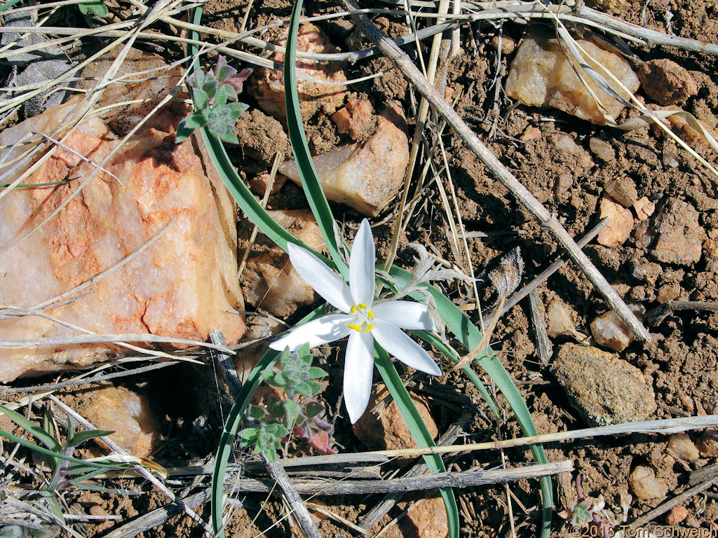 <i>Leucocrinum montanum</i> on an old alluvial ridge in the Survey Field.