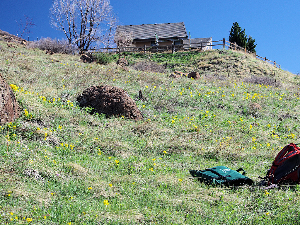 <i>Thermopsis rhombifolia</i> var. <i>divaricarpa</i> on the southeast side of North Table Mountain.