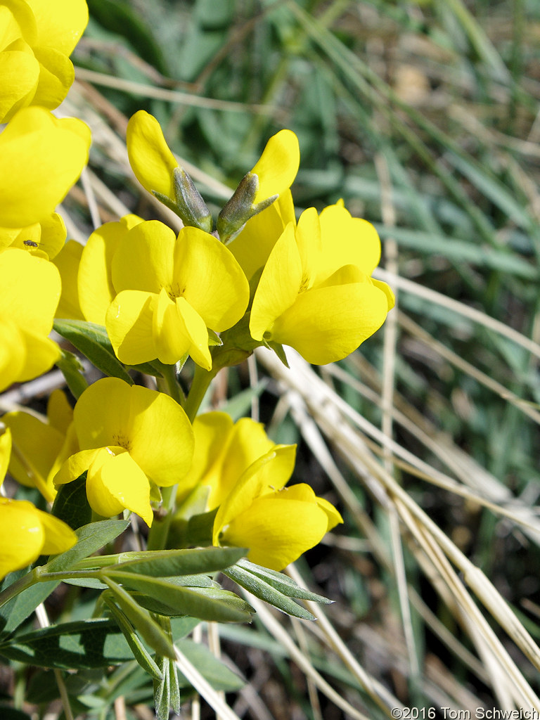 <i>Thermopsis rhombifolia</i> var. <i>divaricarpa</i>, in flower, no fruit yet.